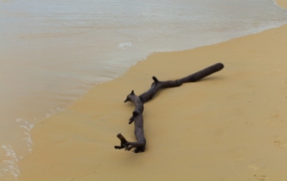 Driftwood on Karon Beach